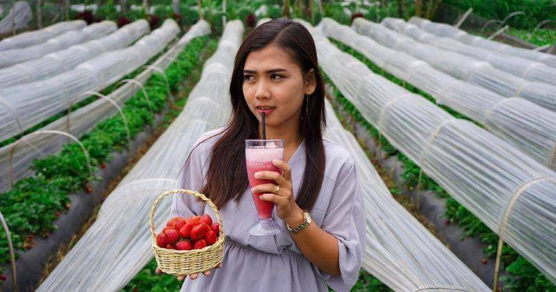 Facebook.com/Nala Strawberry Farm